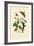 Privet Hawkmoth, 1833-39-null-Framed Giclee Print