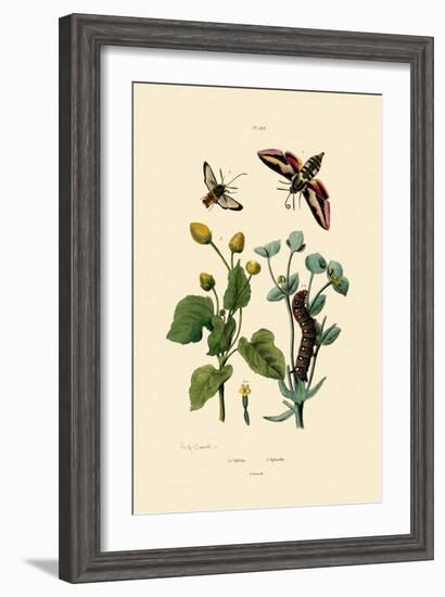 Privet Hawkmoth, 1833-39-null-Framed Giclee Print