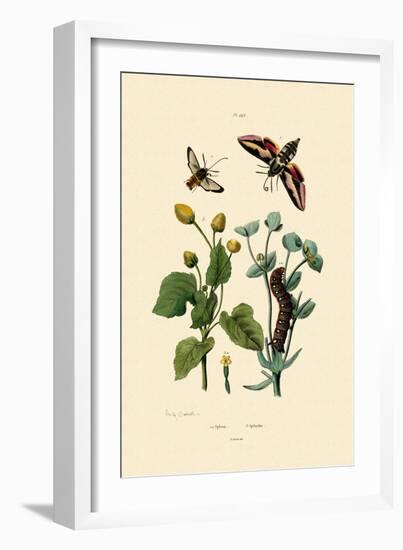 Privet Hawkmoth, 1833-39-null-Framed Giclee Print