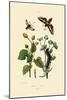 Privet Hawkmoth, 1833-39-null-Mounted Giclee Print