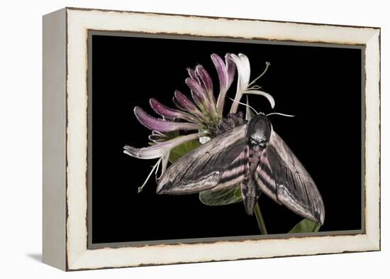 Privet Hawkmoth (Sphinx Ligustri) Feeding on Honeysuckle Flowers at Night. Devon, UK. June-Alex Hyde-Framed Premier Image Canvas