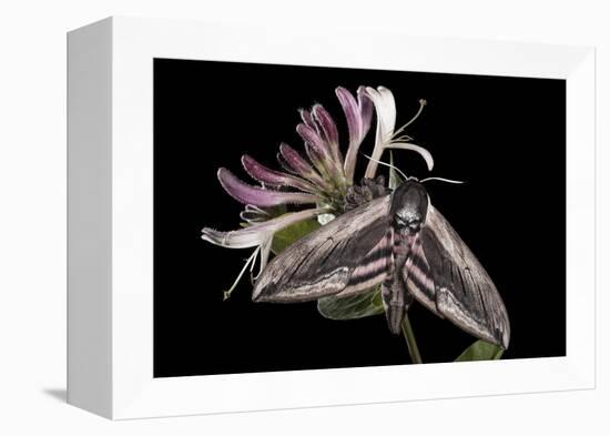 Privet Hawkmoth (Sphinx Ligustri) Feeding on Honeysuckle Flowers at Night. Devon, UK. June-Alex Hyde-Framed Premier Image Canvas