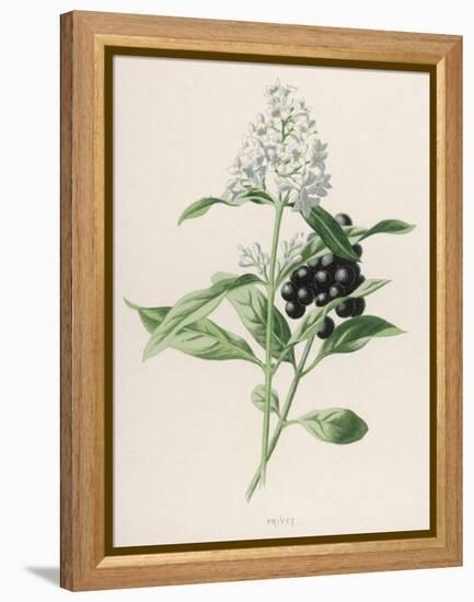 Privet-F. Edward Hulme-Framed Premier Image Canvas