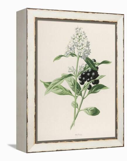 Privet-F. Edward Hulme-Framed Premier Image Canvas