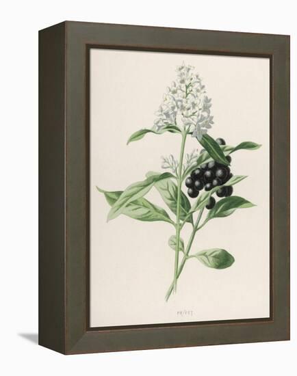 Privet-F. Edward Hulme-Framed Premier Image Canvas