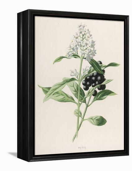 Privet-F. Edward Hulme-Framed Premier Image Canvas