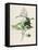 Privet-F. Edward Hulme-Framed Premier Image Canvas