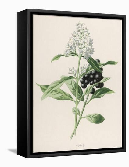 Privet-F. Edward Hulme-Framed Premier Image Canvas