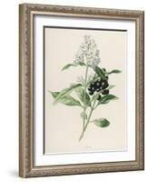Privet-F. Edward Hulme-Framed Photographic Print