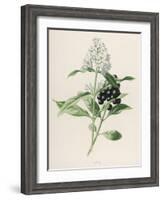Privet-F. Edward Hulme-Framed Photographic Print