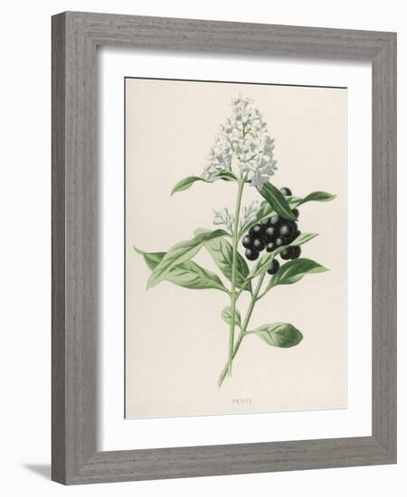 Privet-F. Edward Hulme-Framed Photographic Print