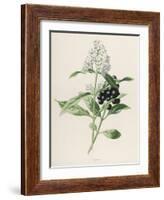 Privet-F. Edward Hulme-Framed Photographic Print