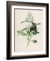 Privet-F. Edward Hulme-Framed Photographic Print