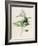 Privet-F. Edward Hulme-Framed Photographic Print