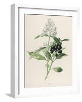 Privet-F. Edward Hulme-Framed Photographic Print