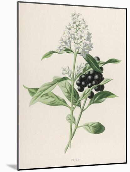 Privet-F. Edward Hulme-Mounted Photographic Print