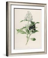 Privet-F. Edward Hulme-Framed Photographic Print
