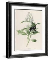 Privet-F. Edward Hulme-Framed Photographic Print