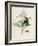 Privet-F. Edward Hulme-Framed Photographic Print