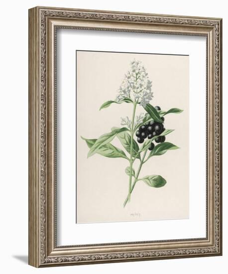 Privet-F. Edward Hulme-Framed Photographic Print