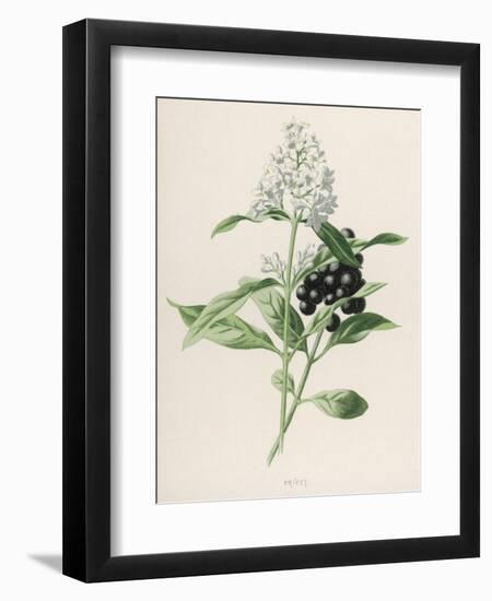 Privet-F. Edward Hulme-Framed Photographic Print