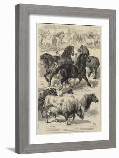 Prize Animals at the Royal Agricultural Society's International Exhibition at Kilburn-Samuel John Carter-Framed Giclee Print