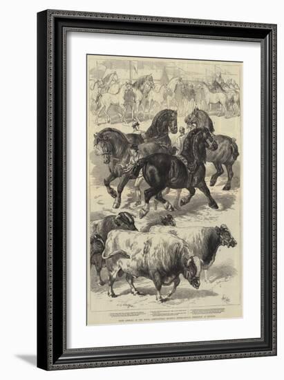 Prize Animals at the Royal Agricultural Society's International Exhibition at Kilburn-Samuel John Carter-Framed Giclee Print