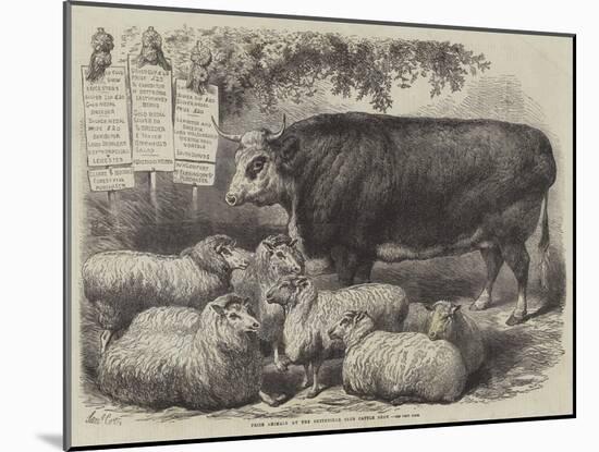 Prize Animals at the Smithfield Club Cattle Show-Samuel John Carter-Mounted Giclee Print