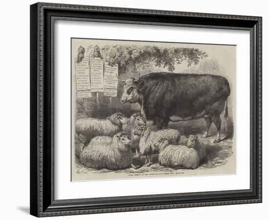 Prize Animals at the Smithfield Club Cattle Show-Samuel John Carter-Framed Giclee Print