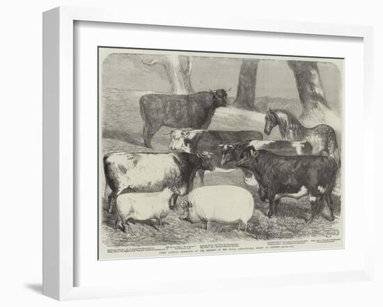 Prize Animals Exhibited at the Meeting of the Royal Agricultural Society at Chester-null-Framed Giclee Print