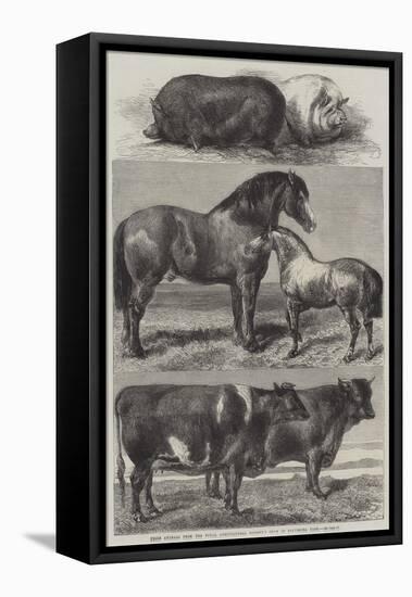 Prize Animals from the Royal Agricultural Society's Show in Battersea Park-Harrison William Weir-Framed Premier Image Canvas