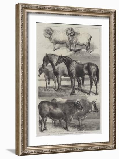 Prize Animals from the Royal Agricultural Society's Show in Battersea Park-Harrison William Weir-Framed Giclee Print