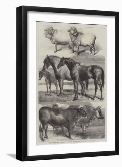 Prize Animals from the Royal Agricultural Society's Show in Battersea Park-Harrison William Weir-Framed Giclee Print