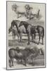 Prize Animals from the Royal Agricultural Society's Show in Battersea Park-Harrison William Weir-Mounted Giclee Print