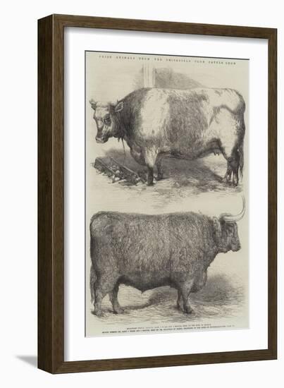 Prize Animals from the Smithfield Club Cattle Show-Harrison William Weir-Framed Giclee Print