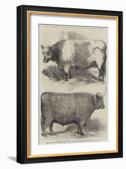 Prize Animals from the Smithfield Club Cattle Show-Harrison William Weir-Framed Giclee Print