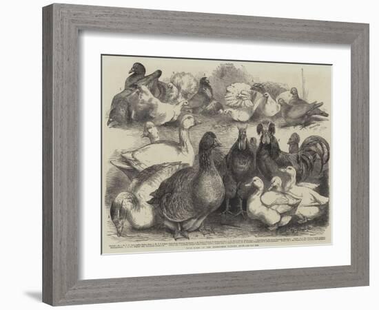 Prize Birds at the Birmingham Poultry Show-Harrison William Weir-Framed Giclee Print