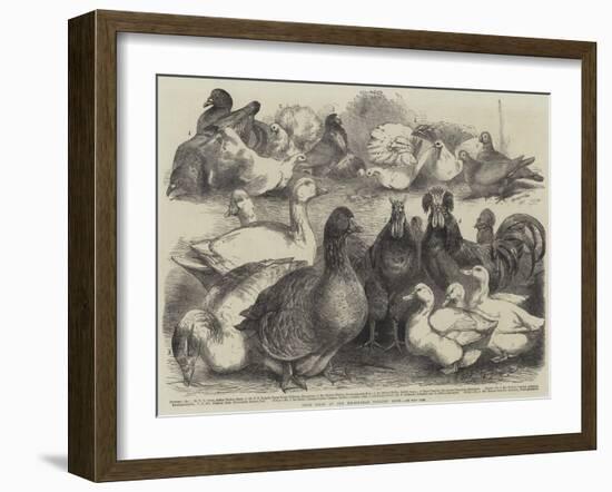 Prize Birds at the Birmingham Poultry Show-Harrison William Weir-Framed Giclee Print