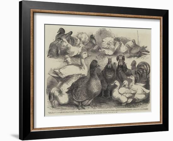 Prize Birds at the Birmingham Poultry Show-Harrison William Weir-Framed Giclee Print