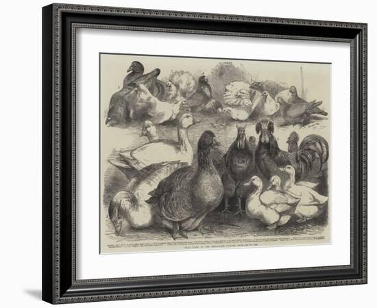 Prize Birds at the Birmingham Poultry Show-Harrison William Weir-Framed Giclee Print