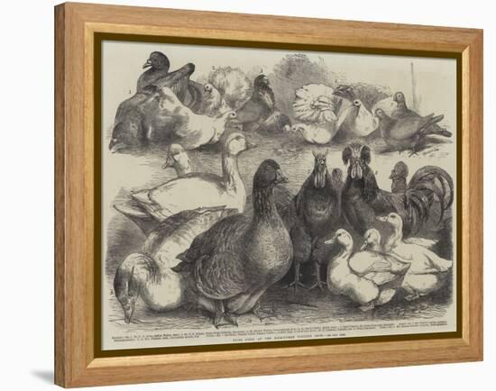Prize Birds at the Birmingham Poultry Show-Harrison William Weir-Framed Premier Image Canvas