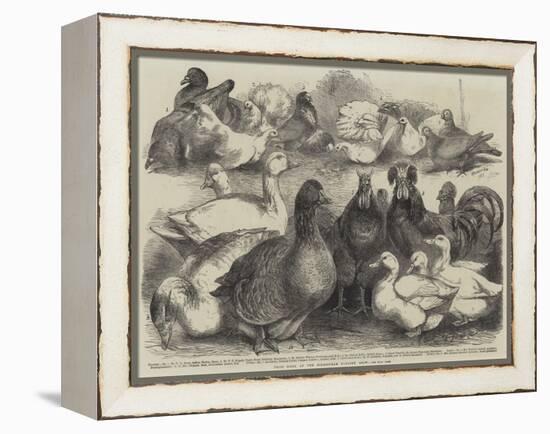 Prize Birds at the Birmingham Poultry Show-Harrison William Weir-Framed Premier Image Canvas