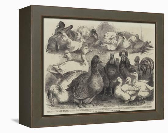 Prize Birds at the Birmingham Poultry Show-Harrison William Weir-Framed Premier Image Canvas