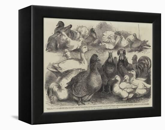 Prize Birds at the Birmingham Poultry Show-Harrison William Weir-Framed Premier Image Canvas