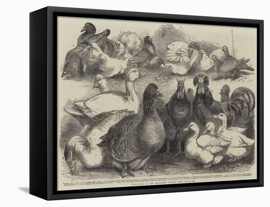 Prize Birds at the Birmingham Poultry Show-Harrison William Weir-Framed Premier Image Canvas