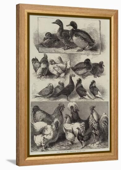 Prize Birds at the Birmingham Poultry Show-Harrison William Weir-Framed Premier Image Canvas