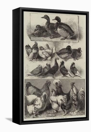 Prize Birds at the Birmingham Poultry Show-Harrison William Weir-Framed Premier Image Canvas