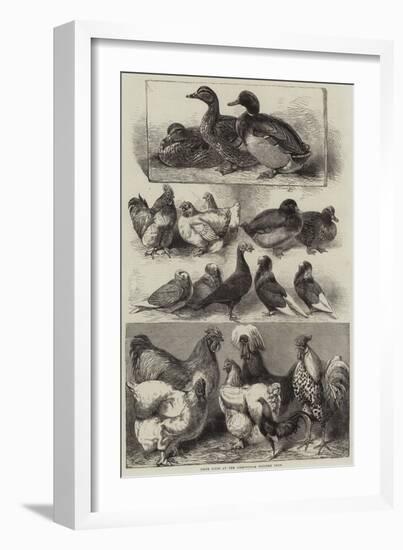 Prize Birds at the Birmingham Poultry Show-Harrison William Weir-Framed Giclee Print