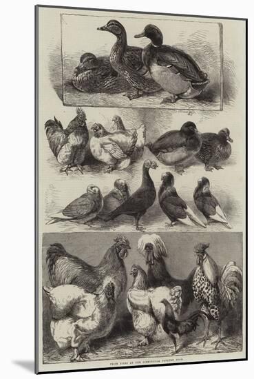 Prize Birds at the Birmingham Poultry Show-Harrison William Weir-Mounted Giclee Print