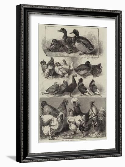 Prize Birds at the Birmingham Poultry Show-Harrison William Weir-Framed Giclee Print